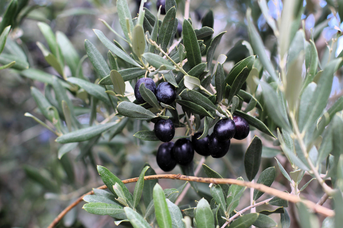 10 OLIVO CANINO Olea Europaea Canino Semilla de fruto verde negro común europeo comestible