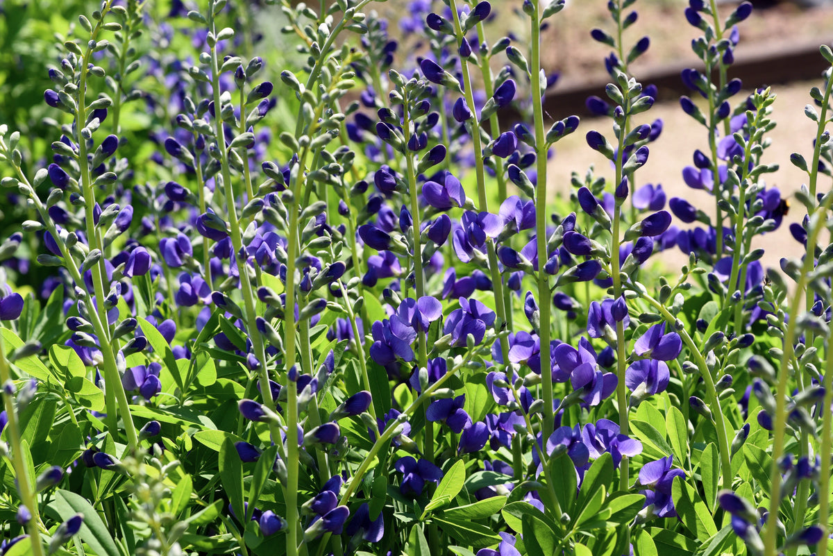 50 Semillas de flores BLUE WILD INDIGO (False Indigo) Baptisia Australis