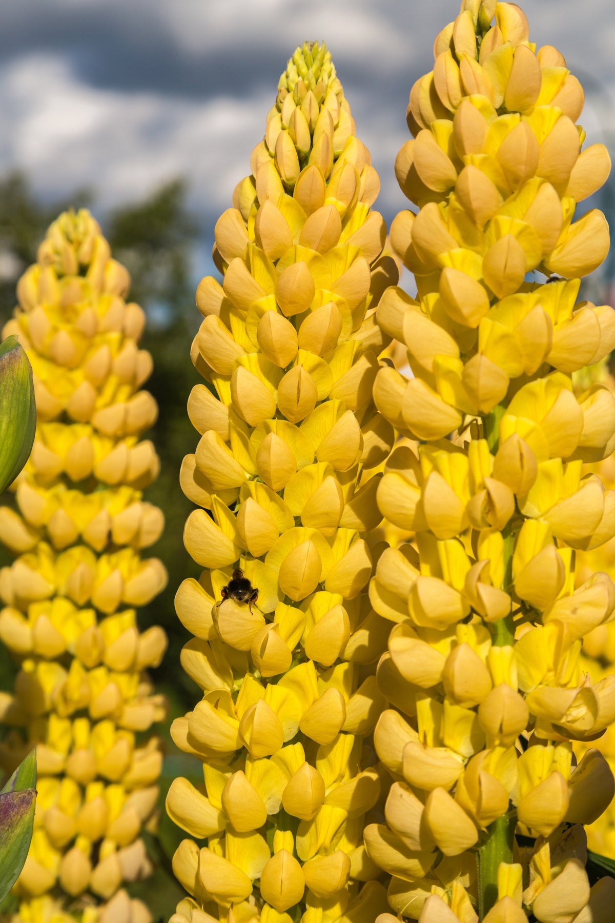 50 semillas de altramuz dorado (Lupinus densiflorus), colibrí amarillo