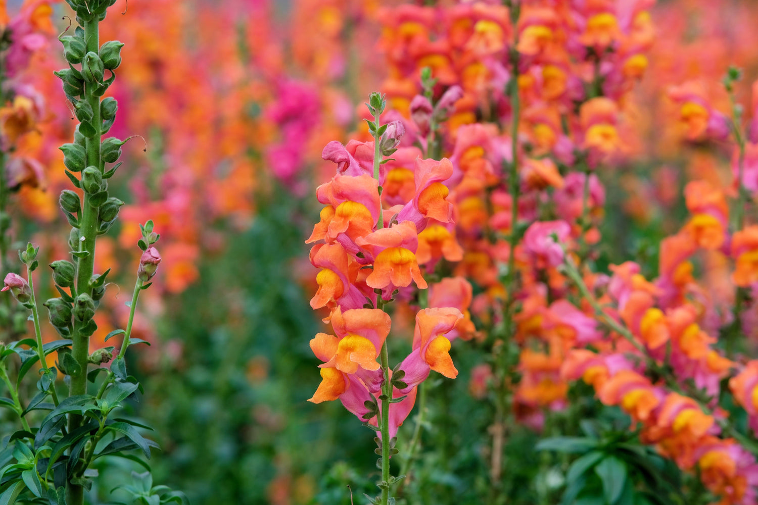 250 semillas de flores de boca de dragón naranja maravillosas (Antirrhinum majus)