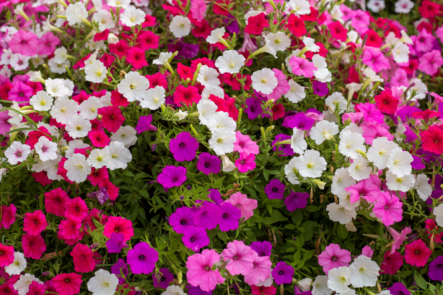 250 semillas de petunia enana de colores mixtos, rosa, rojo, morado, blanco, bicolor.