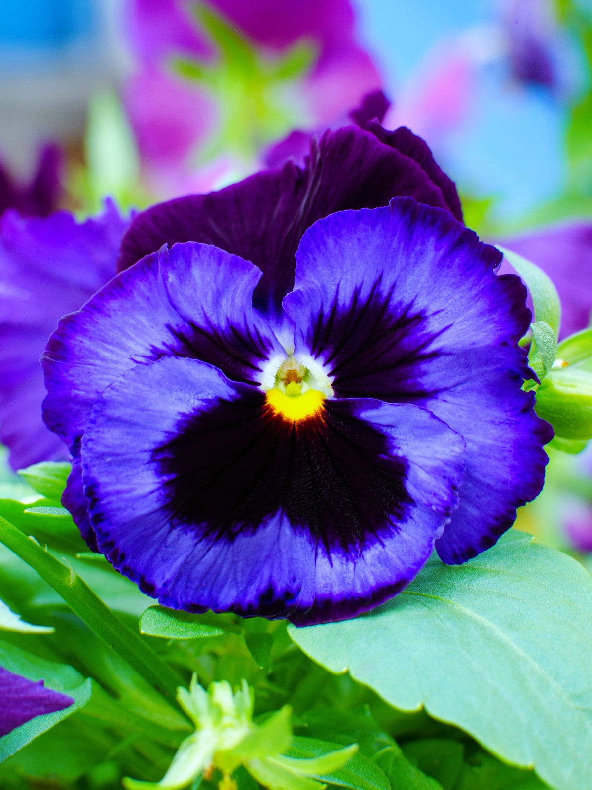 50 semillas de flores de pensamiento de mancha azul intenso, viola gigante suiza, wittrockiana, Ullswater