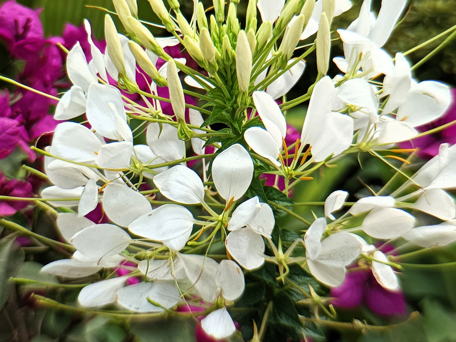 200 semillas de flores de Cleome Hassleriana, Cleome Spinosa, Cleome Reina Blanca (Flor Araña)