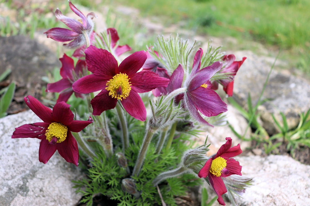10 Semillas de Flores de ANÉMONA ROJA Pulsatilla Vulgaris PASQUE