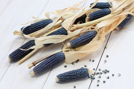 50 PALOMITAS DE MAÍZ AZULES Granos azules Palomitas de maíz blanco Semillas de hortalizas Zea Mays
