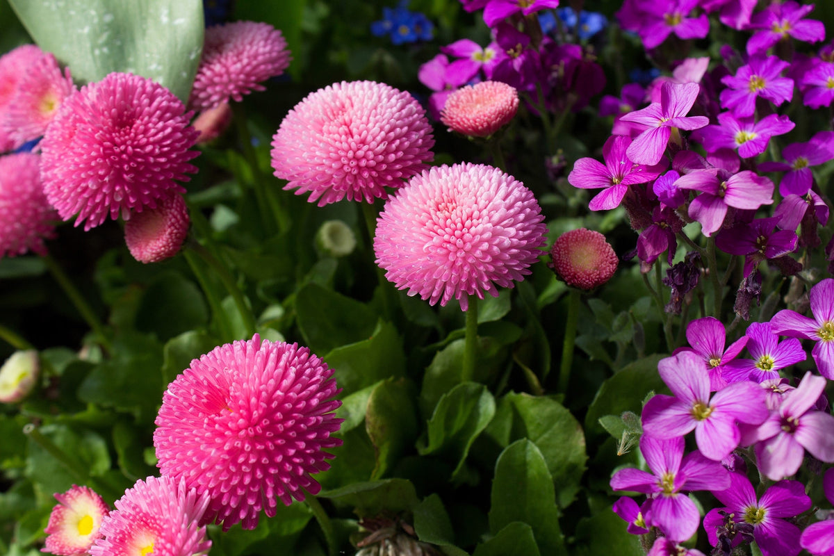 100 semillas de margarita inglesa rosa Bellis Perennis Tasso, flores dobles rosas