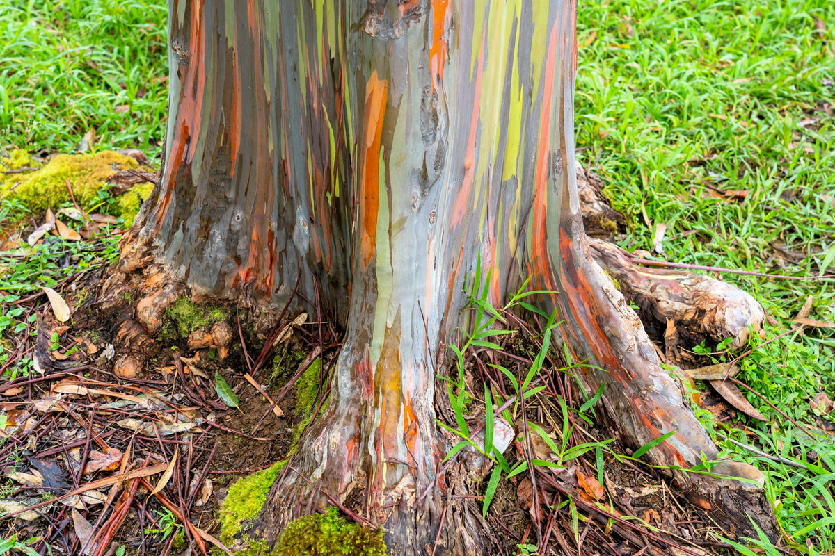 50 semillas de eucalipto arcoíris (Deglupta Gum) de corteza multicolor