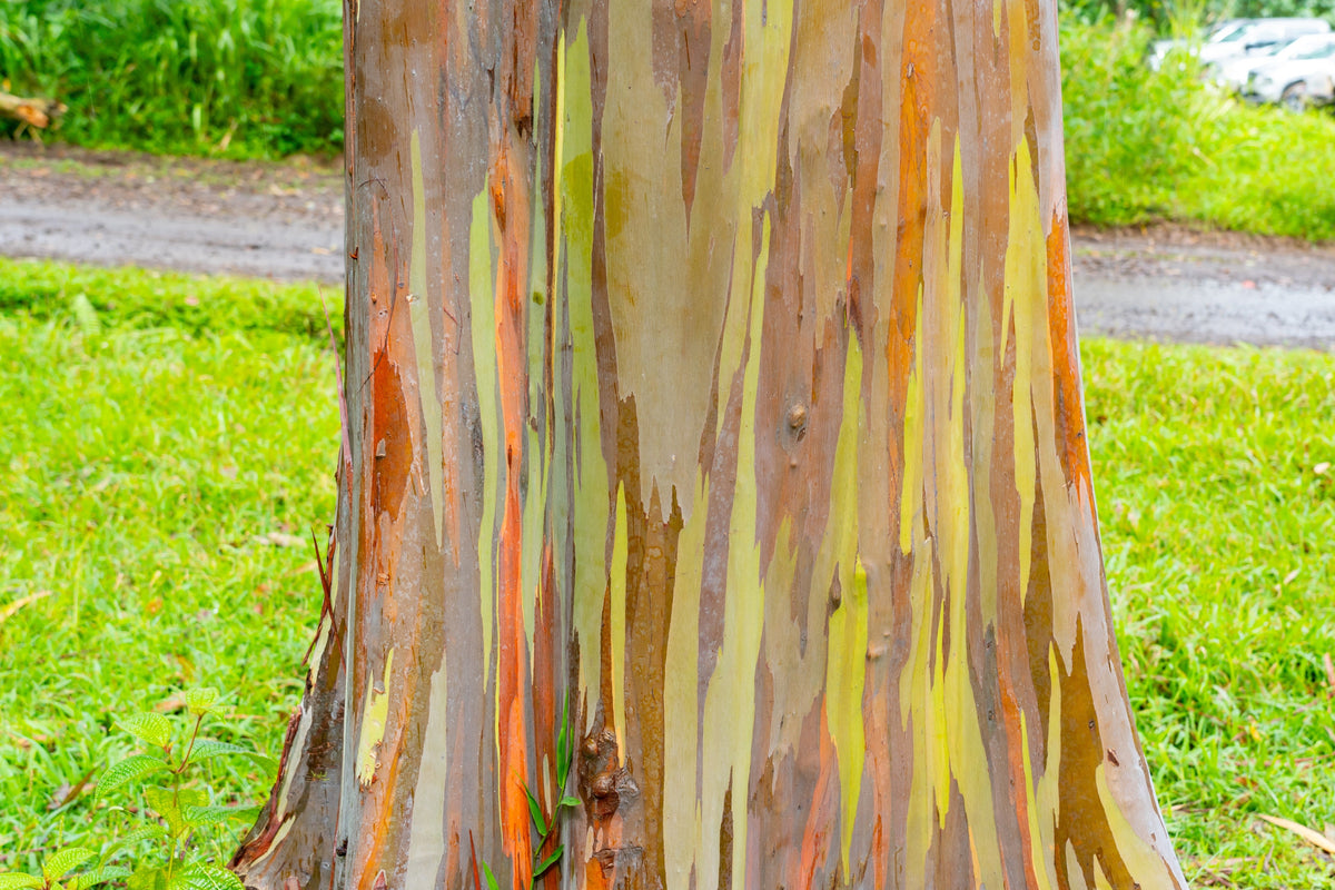 50 semillas de eucalipto arcoíris (Deglupta Gum) de corteza multicolor