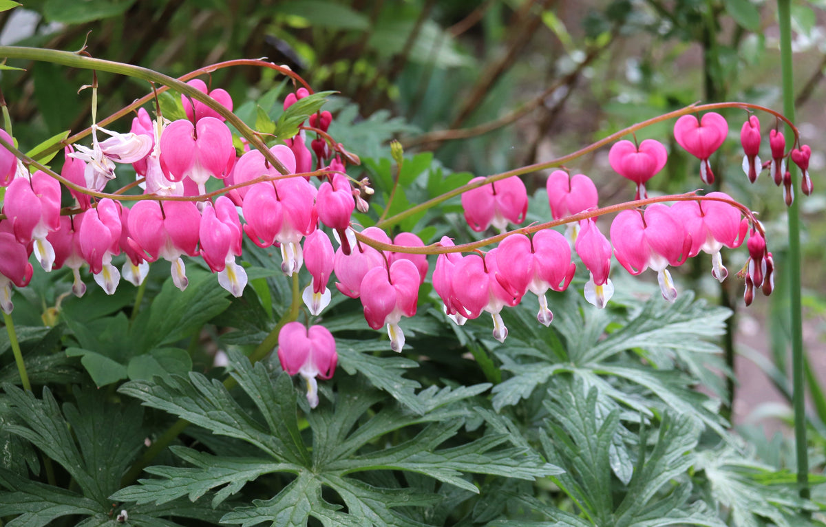 10 semillas de flores de sombra Dicentra Formosa antiguas color rosa corazón sangrante