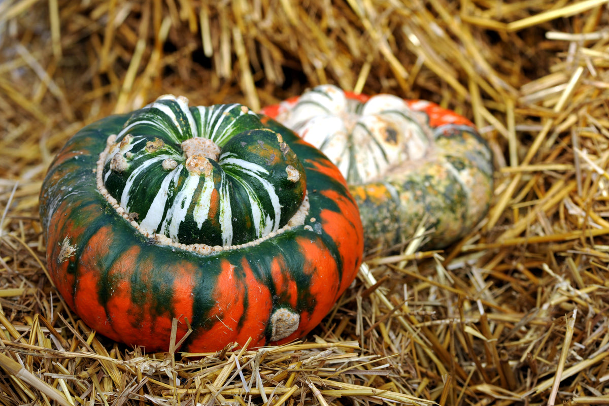 10 semillas de calabaza turbante americana Cucurbita Maxima