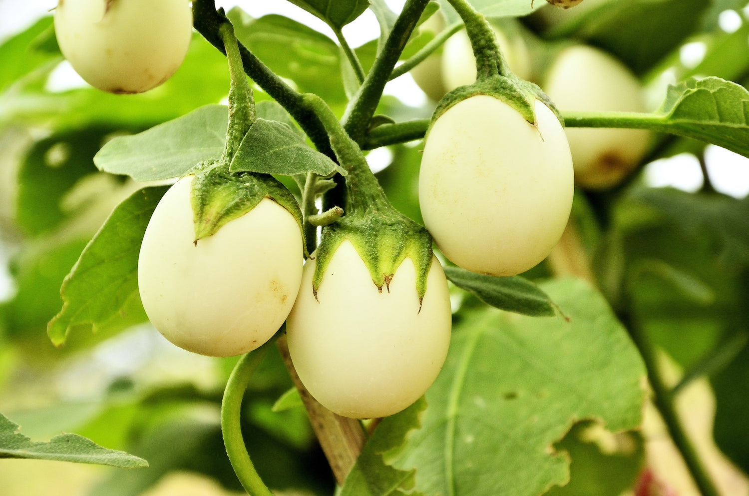 30 semillas de berenjena de Pascua (berenjena ornamental) Solanum ovigerum