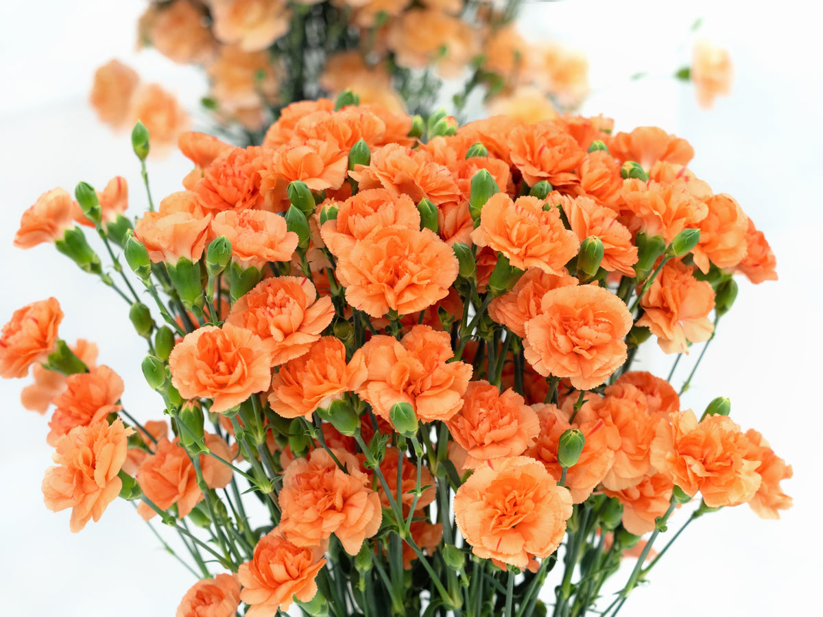 50 ORANGE CARNATION Dianthus Caryophyllus Chabaud Double Flower Seeds