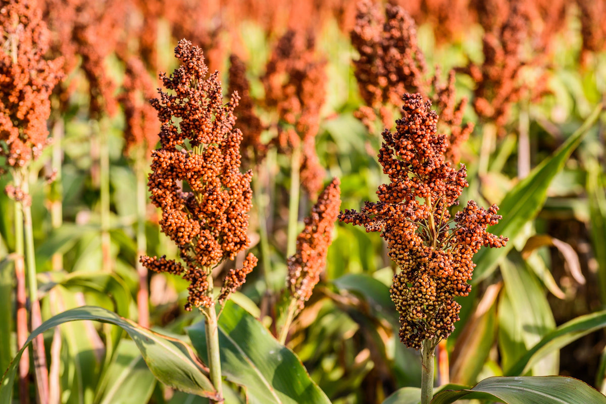 50 HONEY DRIP SORGHUM Bicolor Honey Drop Syrup Grain Vegetable Seeds