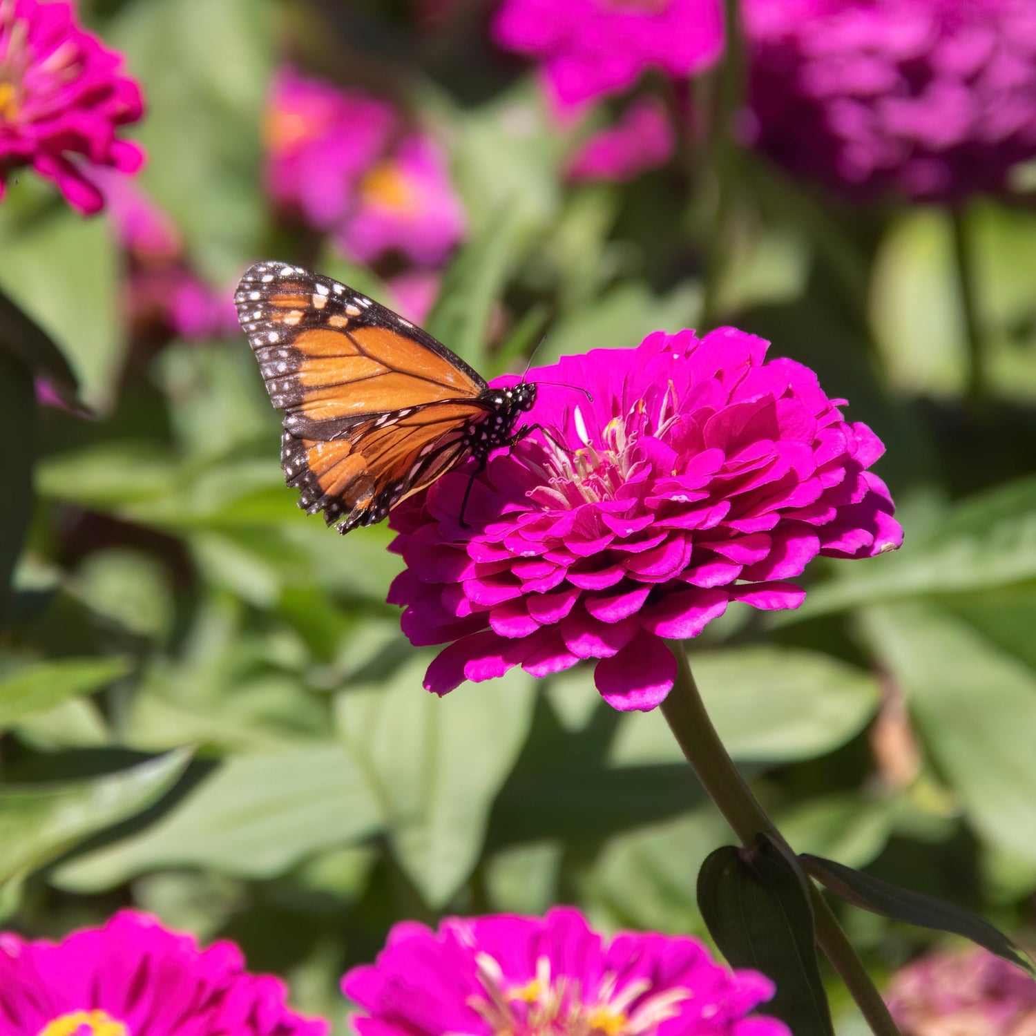 250 semillas de flores de reliquia de dalia doble púrpura ZINNIA REINA VIOLET Elegans