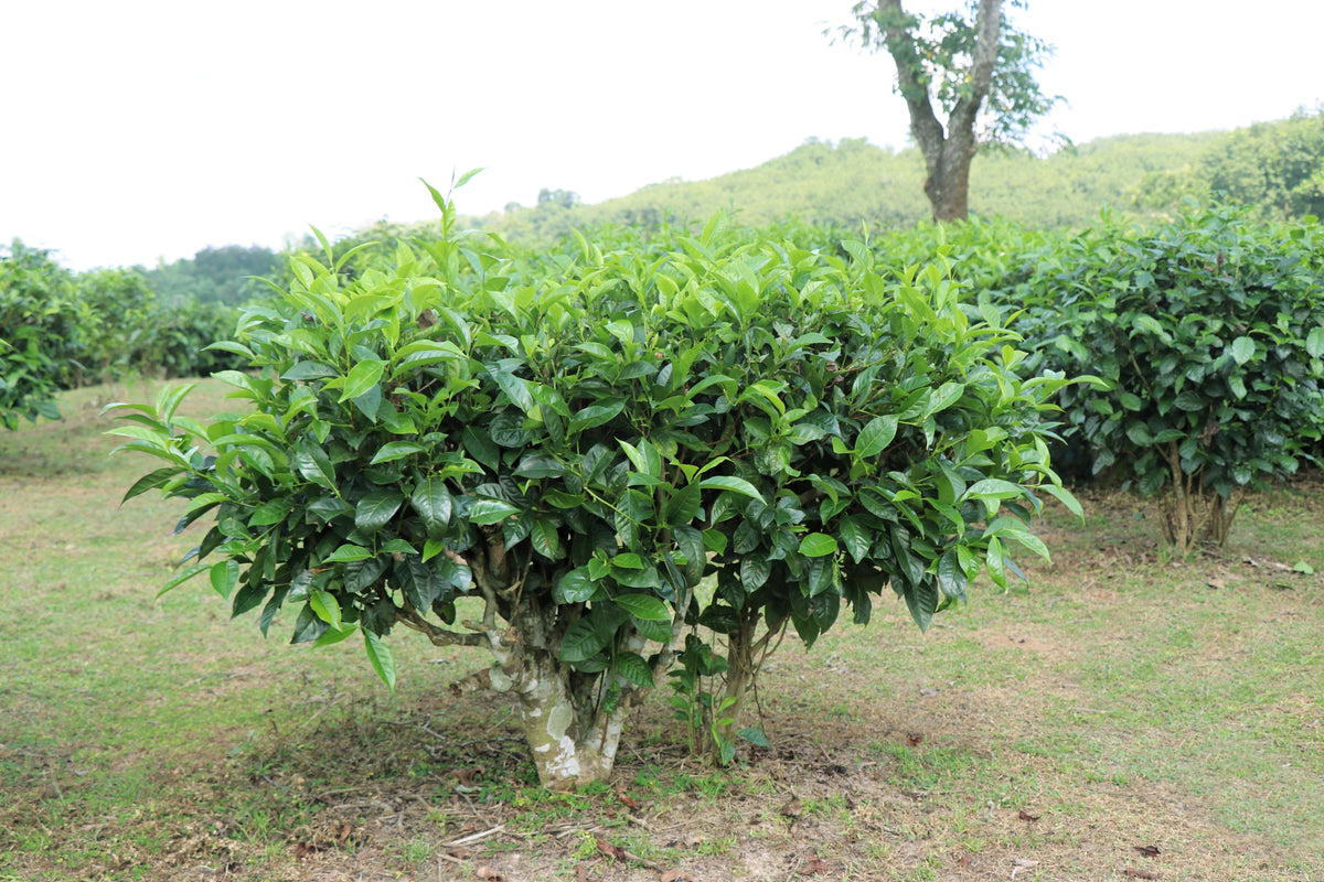1 lb a granel PLANTA DE TÉ TÉ NEGRO Y VERDE PARA BEBER Camellia Sinensis Árbol Arbusto Hierba Flor - Aprox. 385 Semillas