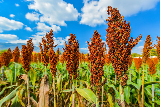 50 semillas de sorgo bicolor con gotas de miel, jarabe de miel, granos y hortalizas