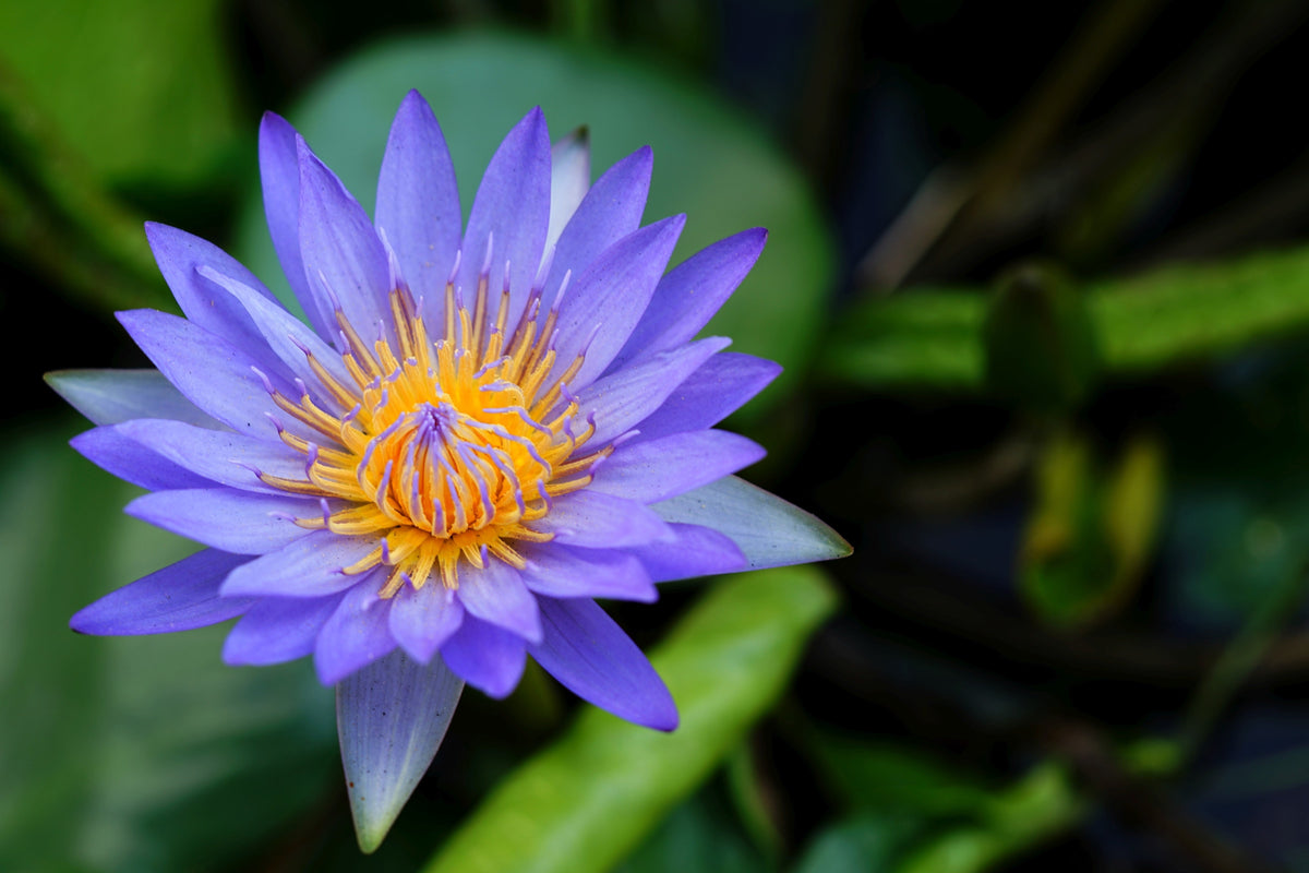 10 BLUE WATER LILY / Lily Pad / Asian Water Lotus / Sacred Egyptian Lotus Nymphaea Caerulea Flower Seeds