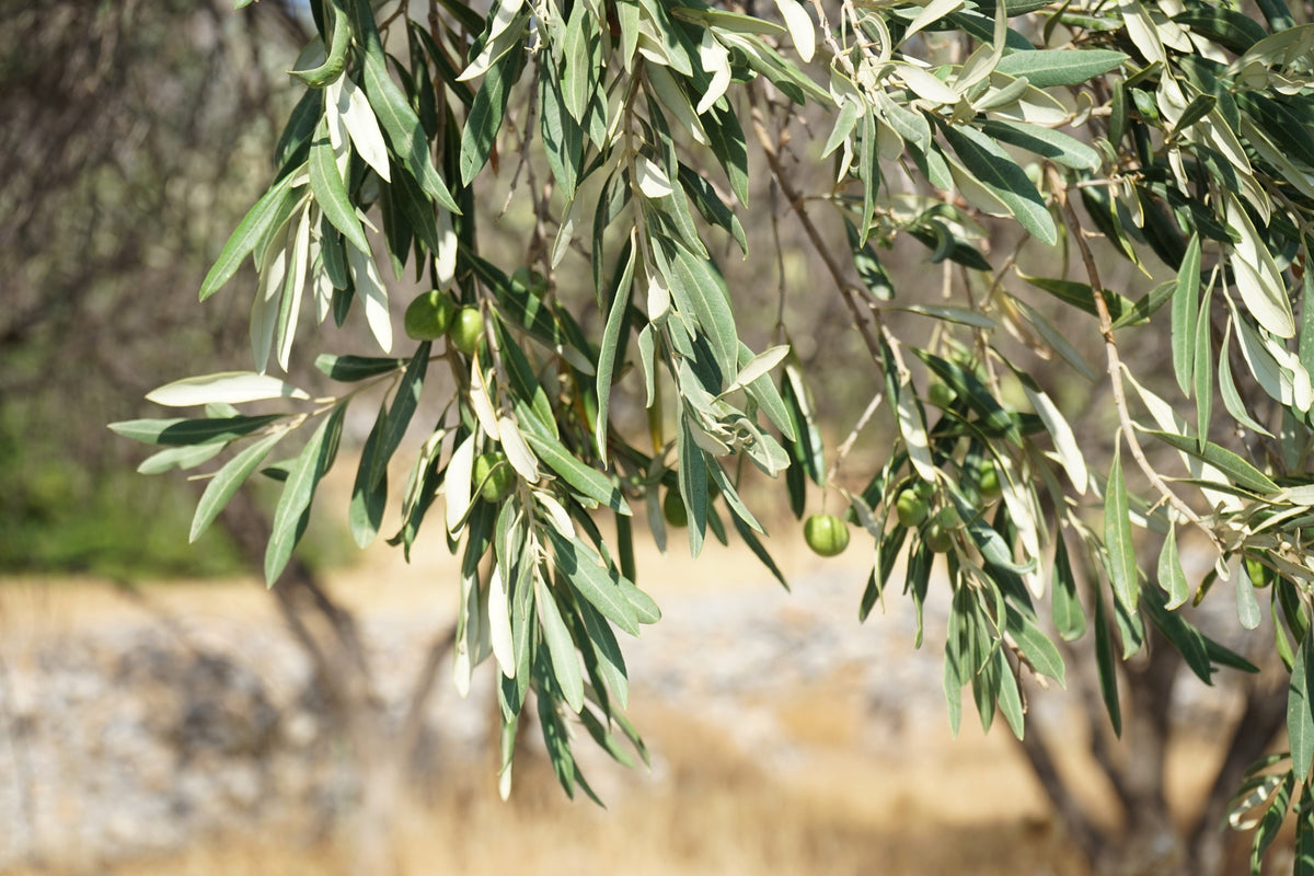 10 OLIVO CANINO Olea Europaea Canino Semilla de fruto verde negro común europeo comestible