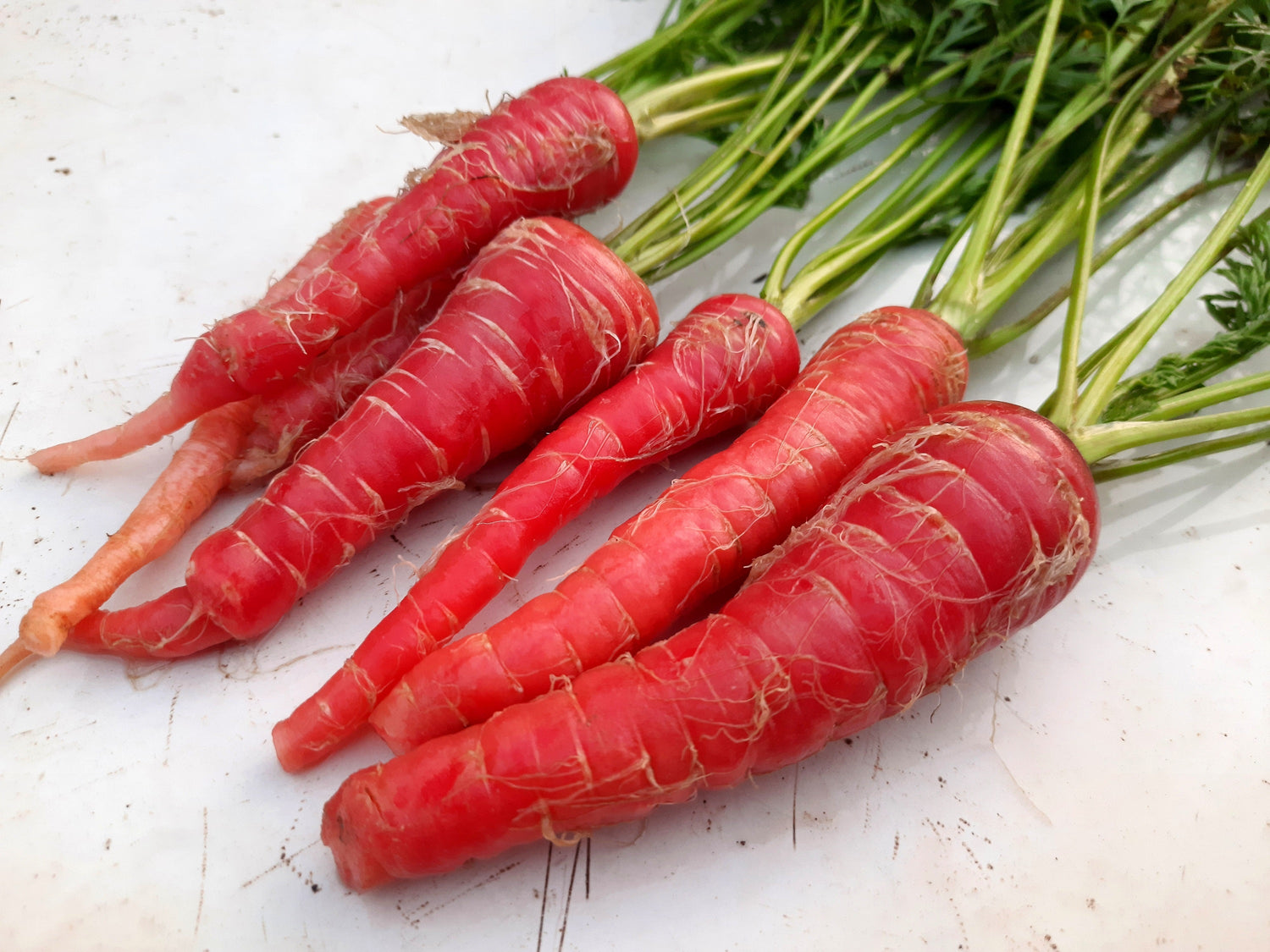 400 semillas de zanahoria roja atómica Daucus carota