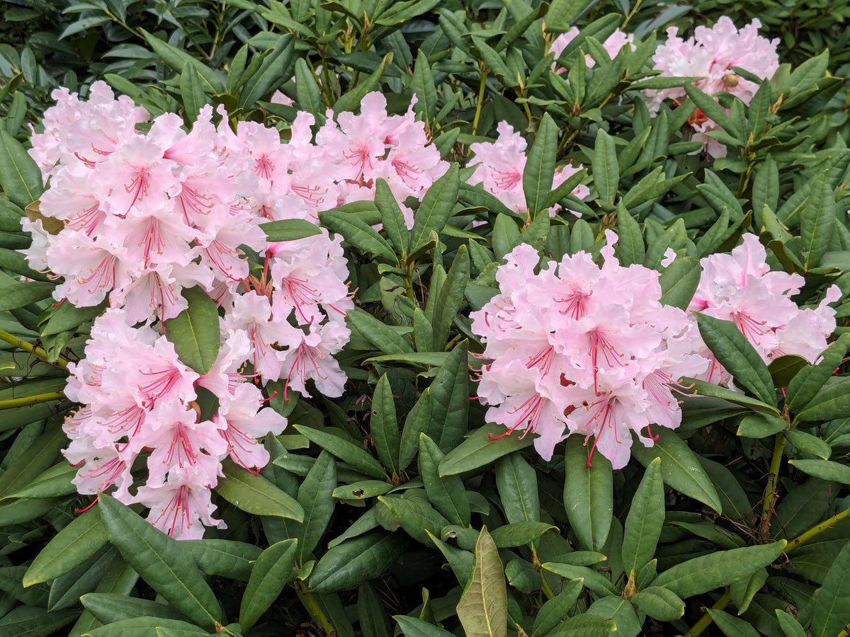 50 Rosebay RHODODENDRON Maximum White Pink Laurel Bush Shrub Flower Seeds