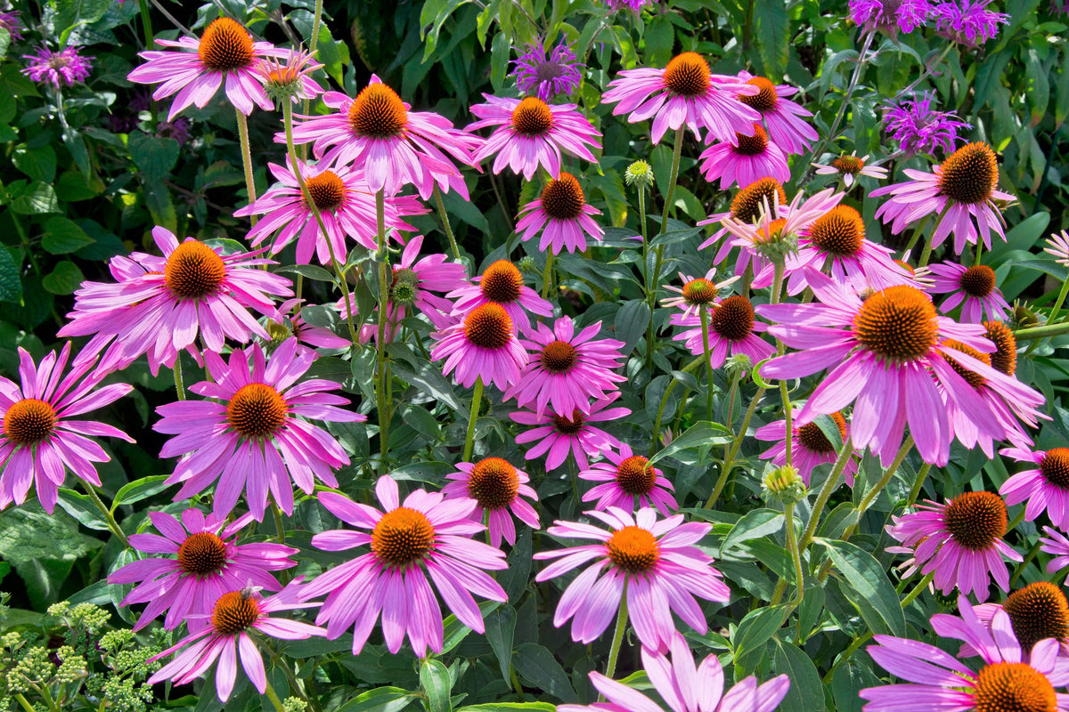 1000 semillas de equinácea púrpura (Echinacea purpurea)