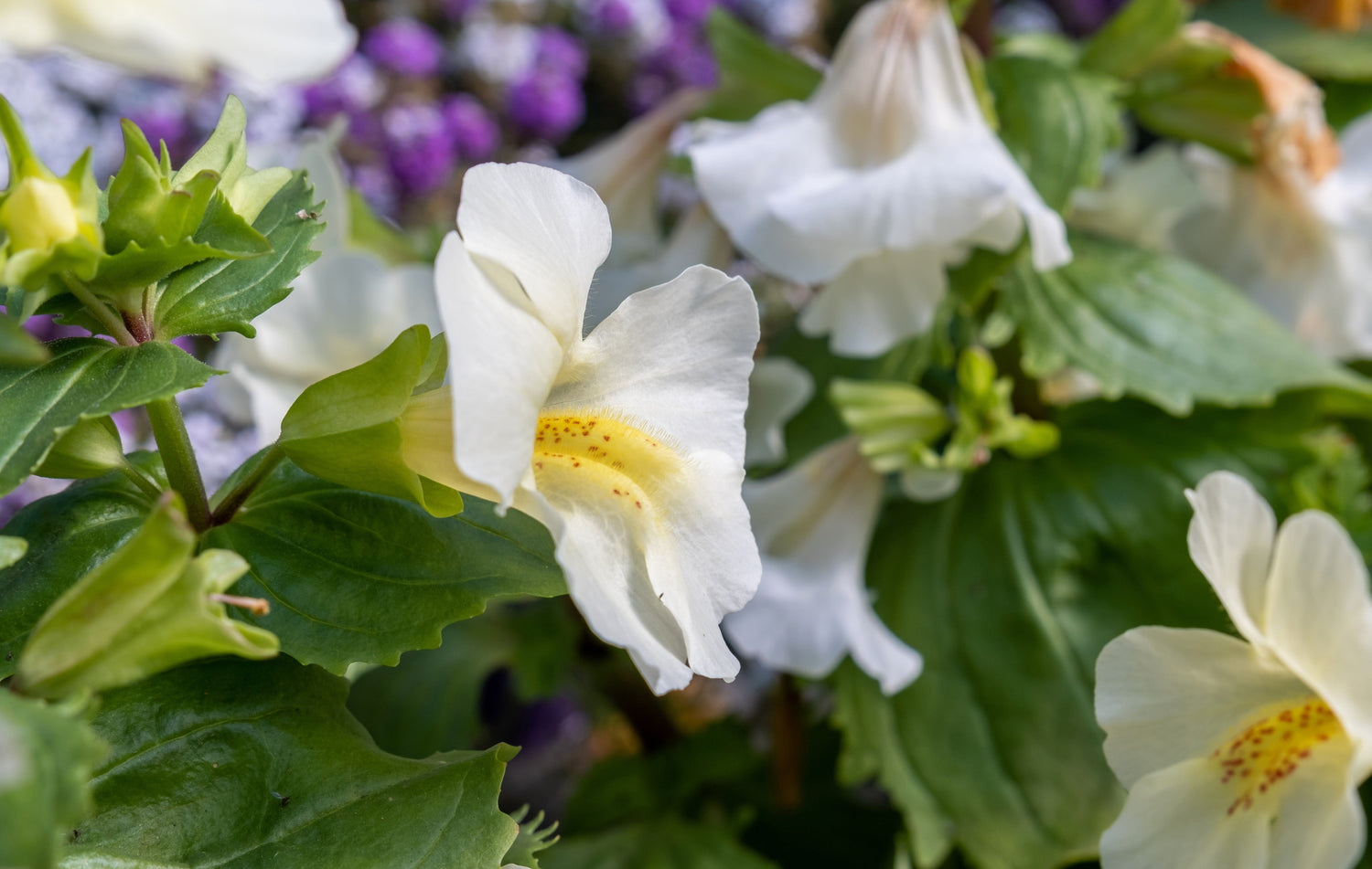 100 semillas de Mimulus Twinkle WHITE MONKEY FLOWER