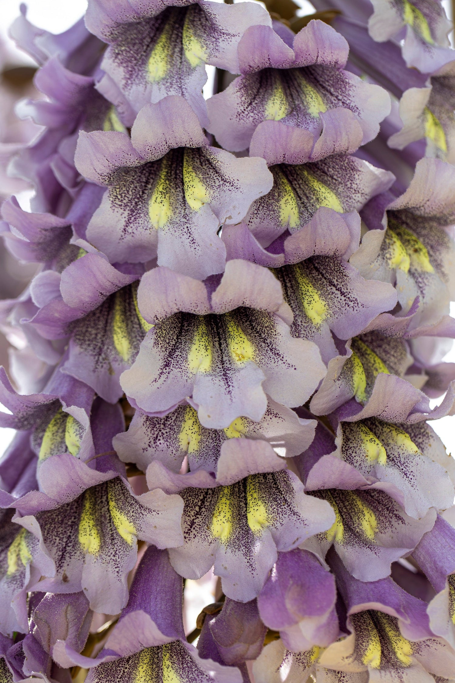 400 semillas de flores de PAULOWNIA EMPERATRIZ Tomentosa