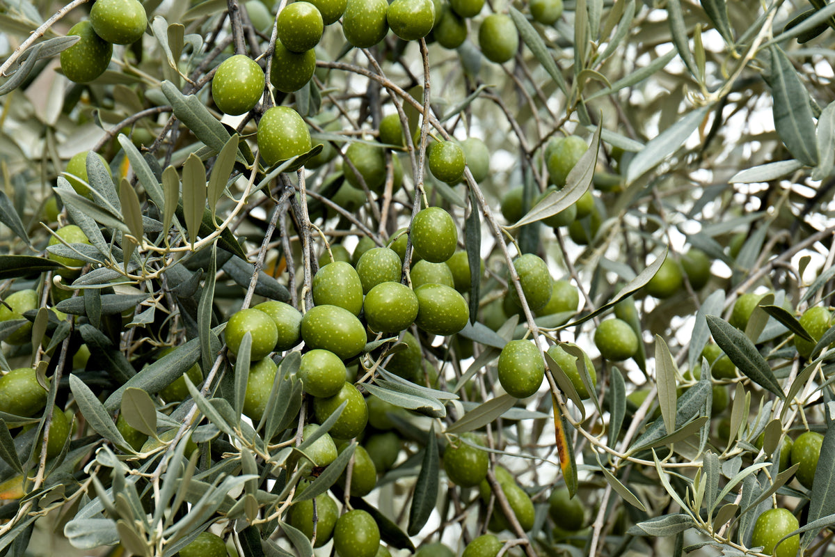 10 OLIVO CANINO Olea Europaea Canino Semilla de fruto verde negro común europeo comestible