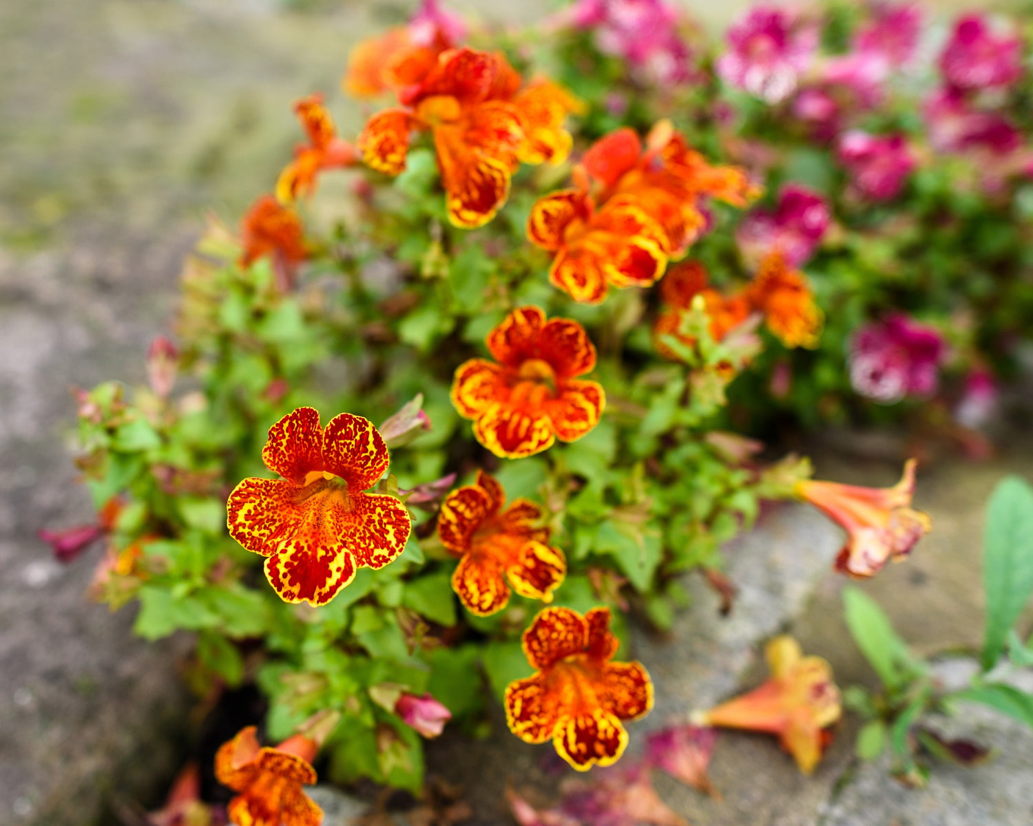 250 semillas de flores de Mimulus tigrinus de colores mixtos de mono tigre