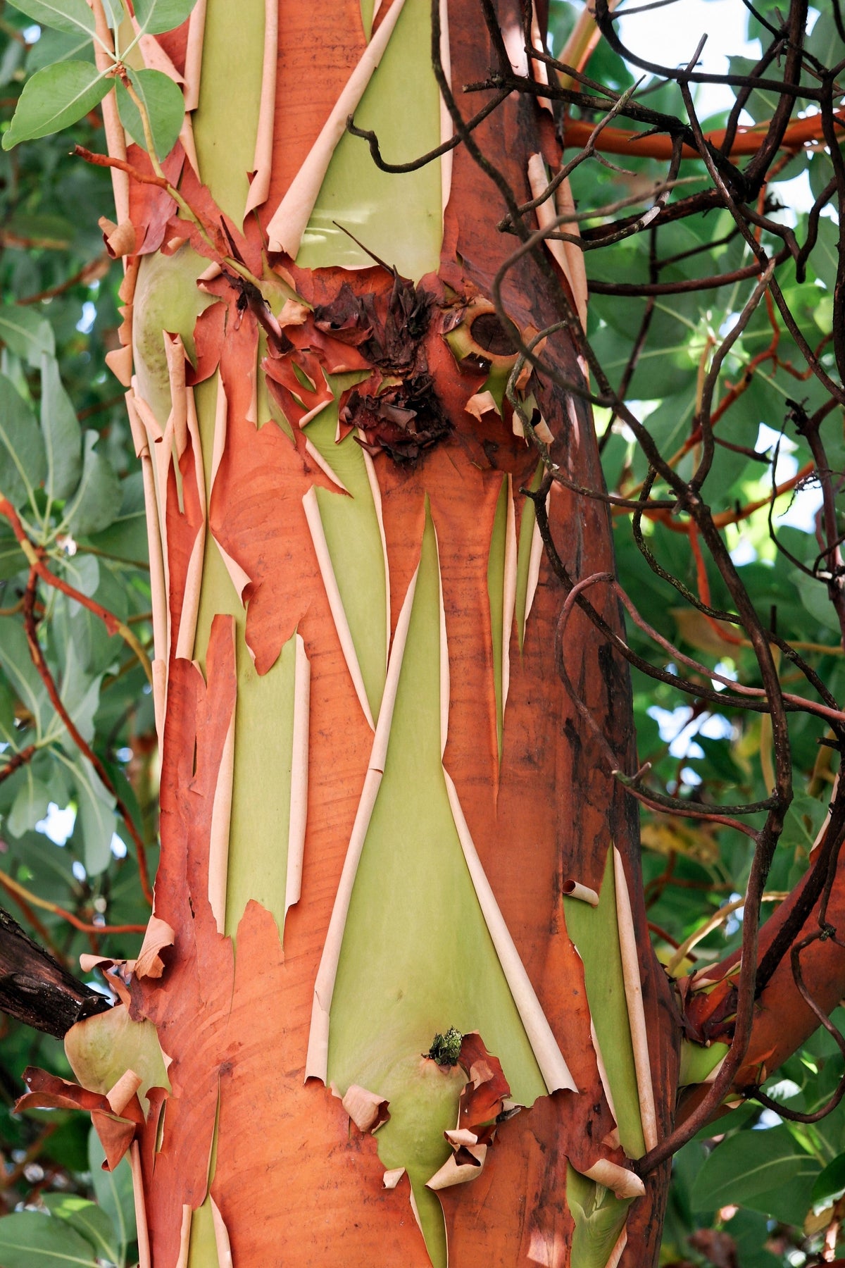 10 semillas de madroño del Pacífico, gayuba, arbutus menziesii rojo, laurel de Oregón
