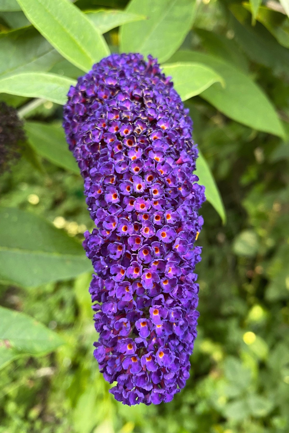 50 semillas de arbusto de mariposa morado oscuro Buddleja Davidii, arbusto de colibrí con flores fragantes