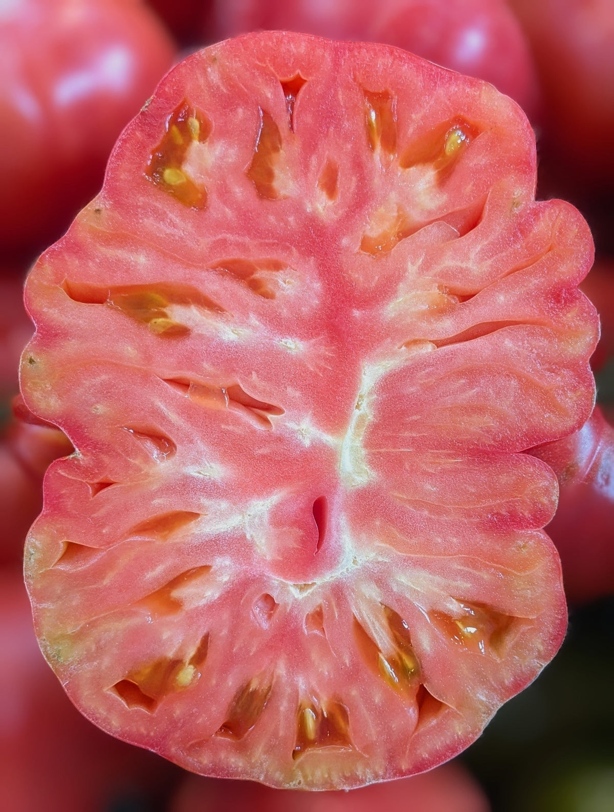 50 semillas gigantes de tomate rosa belga de piel rosada, Lycopersicon, fruta y verdura.