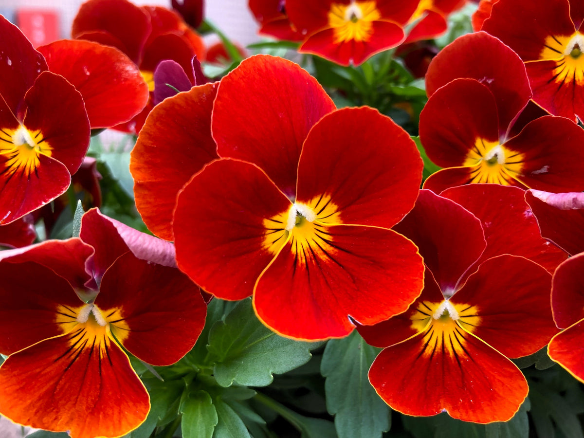 50 semillas de flores de pensamiento rojo y amarillo violeta Viola Wittrockiana