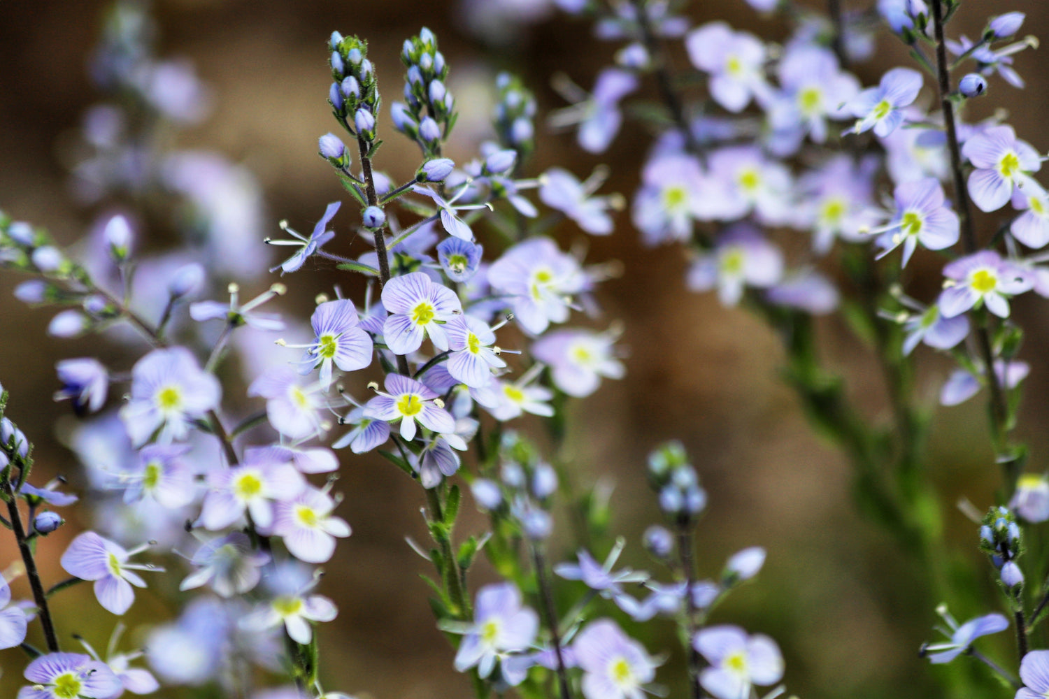 25 semillas de flores de Verónica Gentianoides de Blue Streak Speedwell