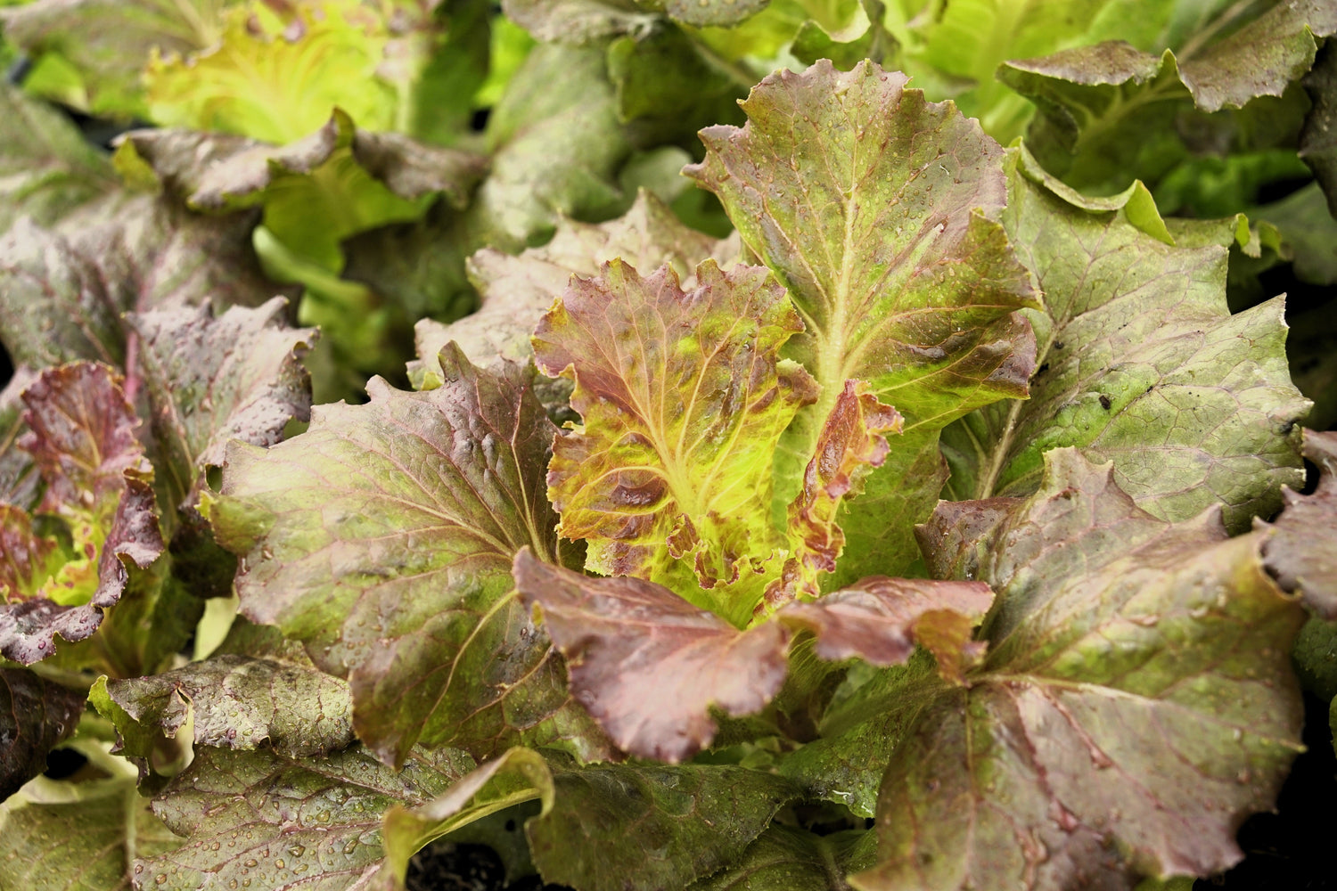 3000 Lechuga MIGNONETTE BRONCE Semillas de hortalizas Lactuca Sativa