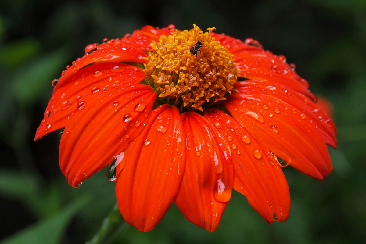 50 RED MEXICAN Torch SUNFLOWER Tithonia Rotundifolia Red Orange Flower Seeds