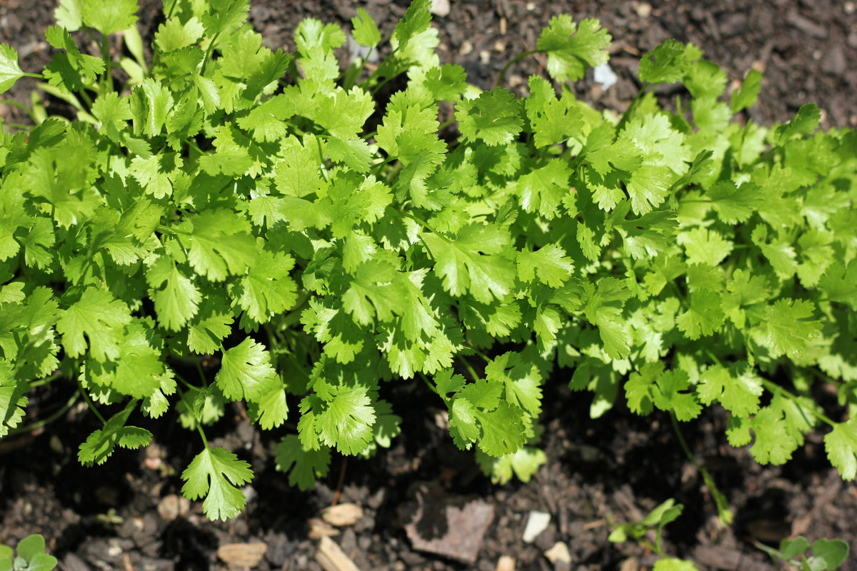 1000 semillas de flores de cilantro / cilantro / perejil chino Coriandrum sativum