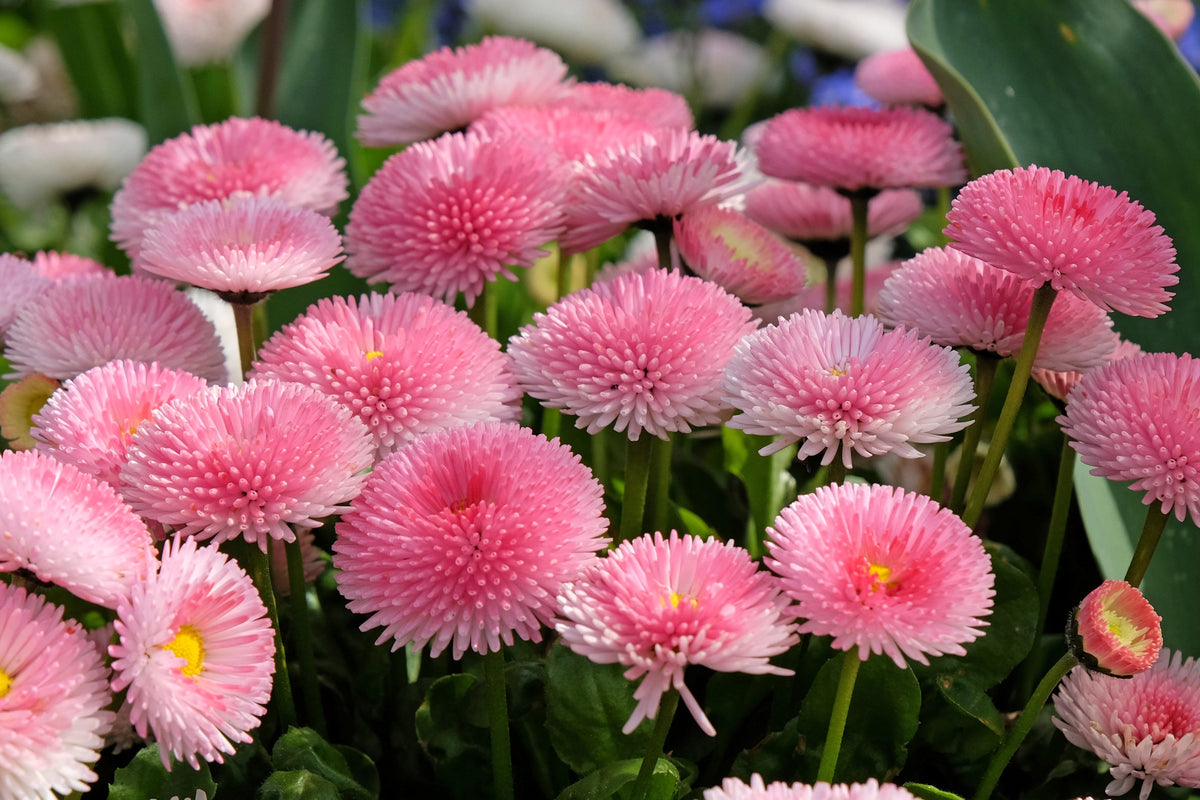 100 semillas de margarita inglesa rosa Bellis Perennis Tasso, flores dobles rosas