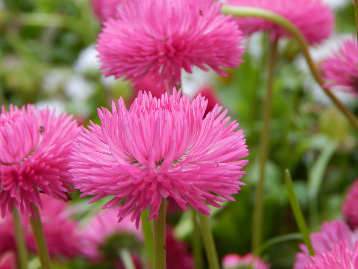 100 semillas de margarita inglesa rosa Bellis Perennis Tasso, flores dobles rosas