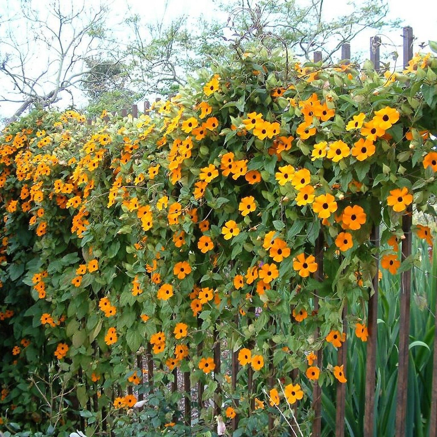 25 semillas mixtas de Thunbergia Alata Vine Black Eyed Susan naranja blanco amarillo flores