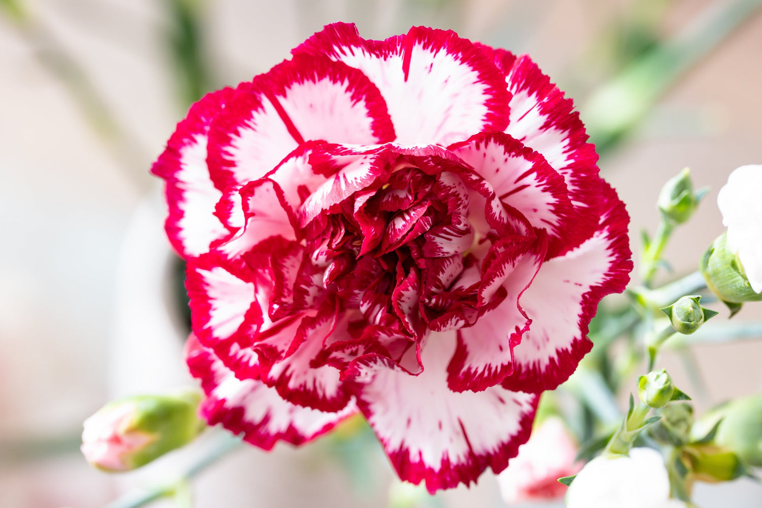 50 semillas de clavel rojo y blanco Avranchin Dianthus caryophyllus Chabaud