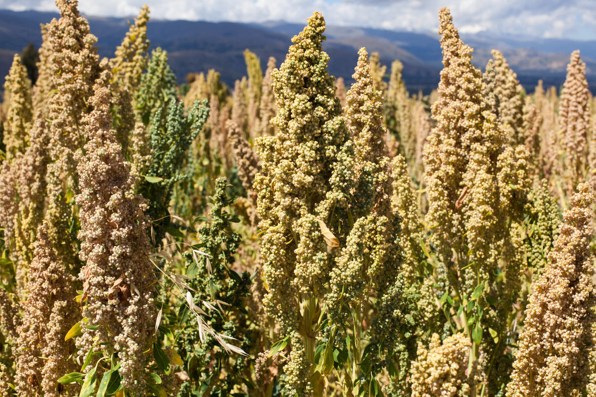 50 semillas orgánicas de quinoa con menta y vainilla, Chenopodium verde y blanco, superalimento