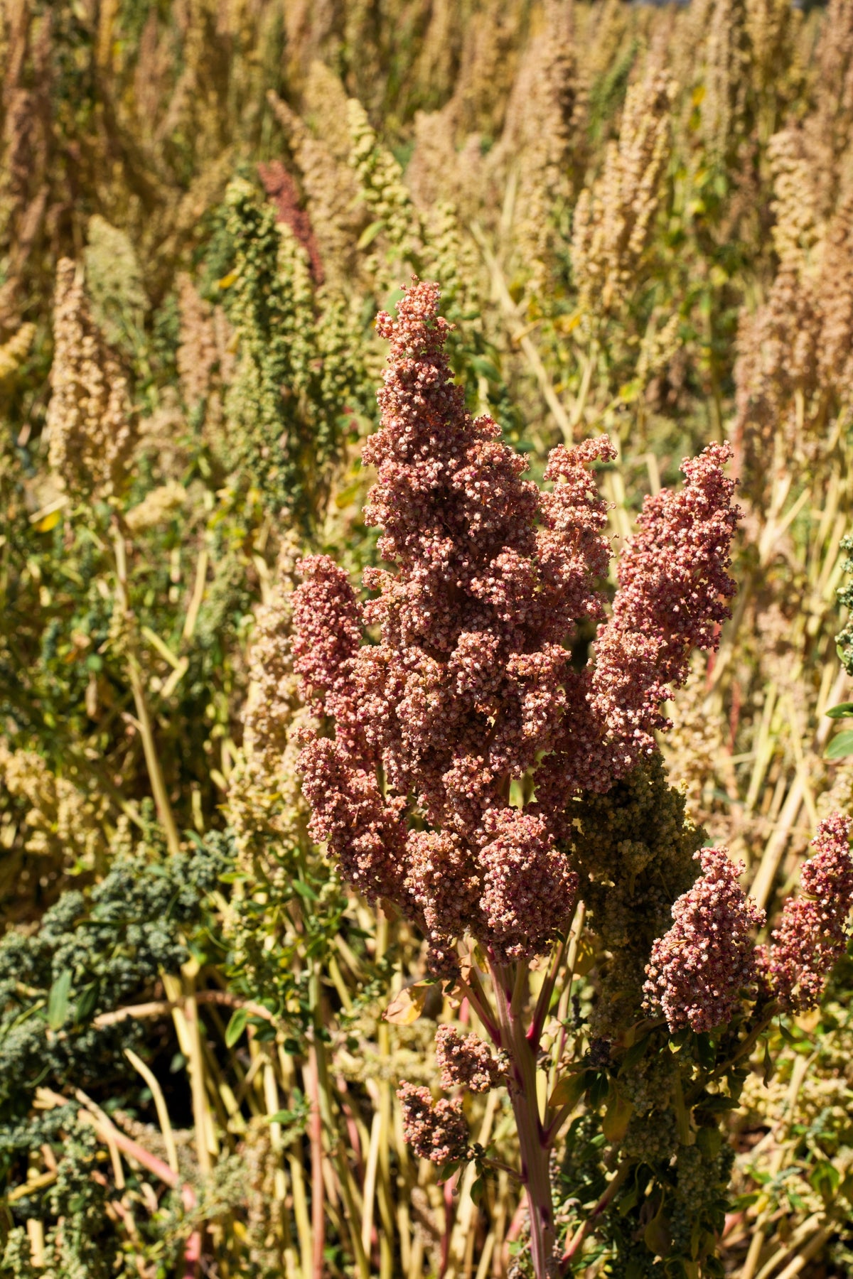 100 semillas orgánicas de quinoa con cacao y cereza, Chenopodium quinoa roja y marrón
