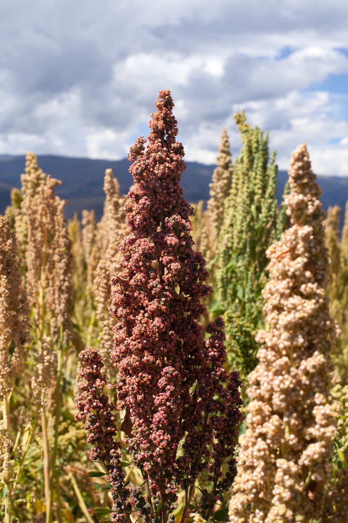 100 semillas orgánicas de quinoa con cacao y cereza, Chenopodium quinoa roja y marrón