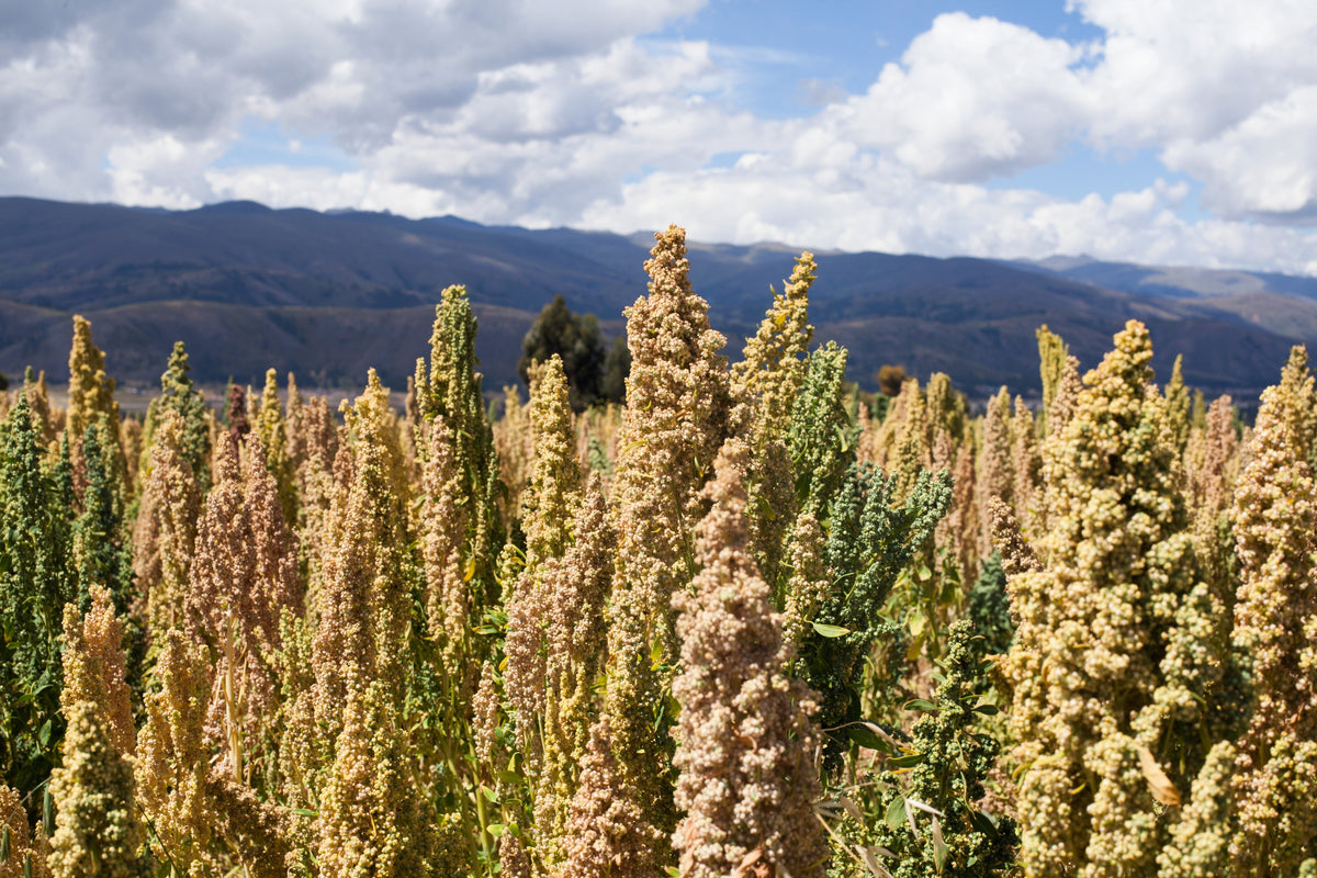 50 semillas orgánicas de quinoa con menta y vainilla, Chenopodium verde y blanco, superalimento