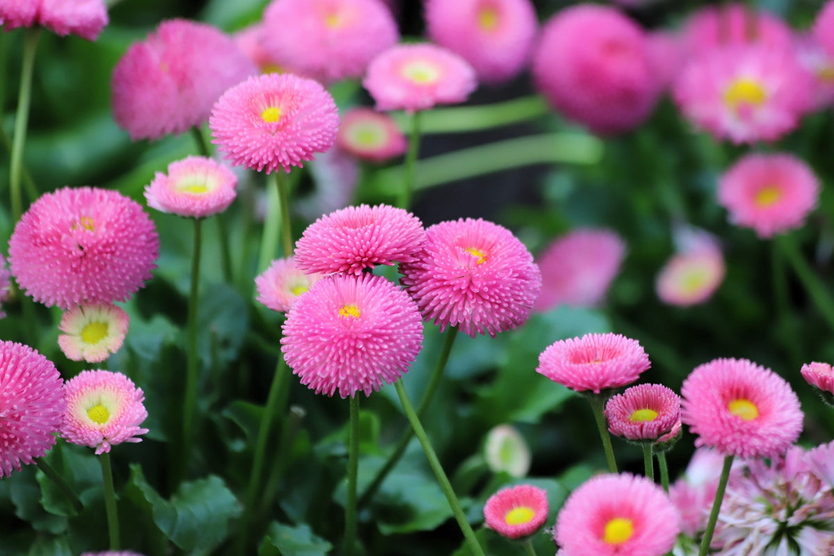 100 semillas de margarita inglesa rosa Bellis Perennis Tasso, flores dobles rosas