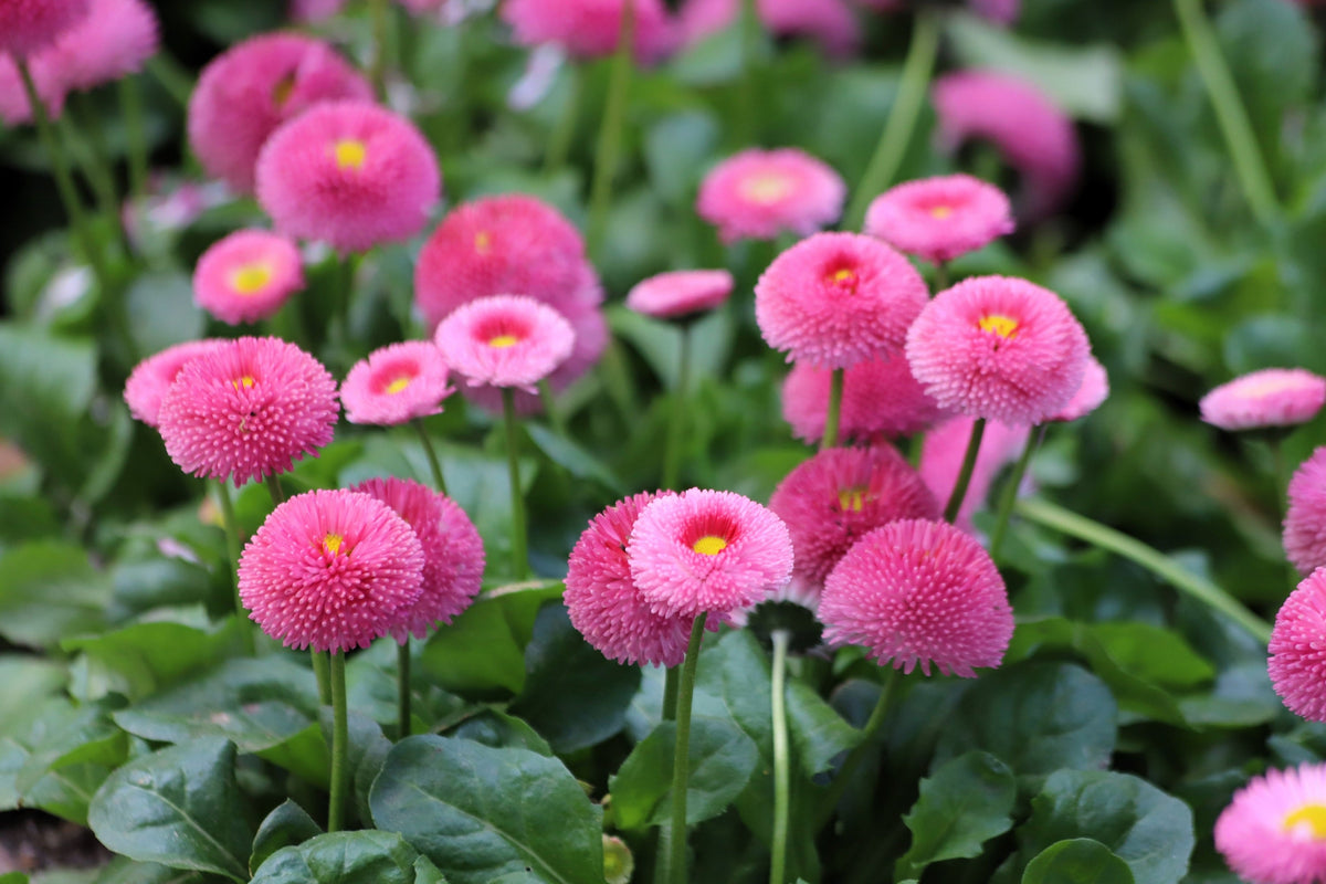100 semillas de margarita inglesa rosa Bellis Perennis Tasso, flores dobles rosas