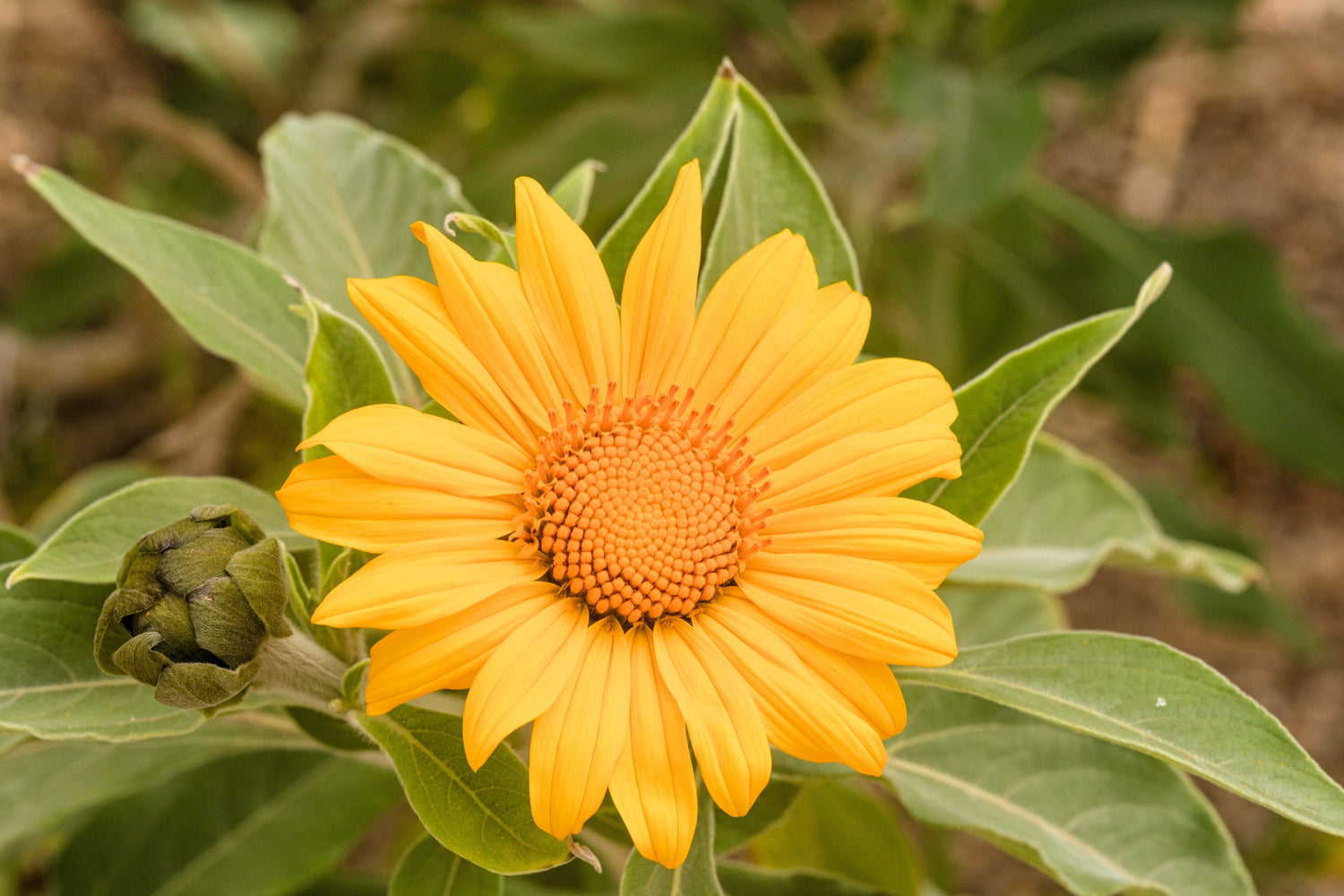 25 YELLOW Torch MEXICAN SUNFLOWER Tithonia Speciosa Flower Seeds