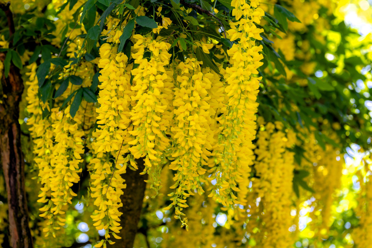 10 semillas de flores amarillas del árbol de la cadena dorada Laburnum Anagyroides