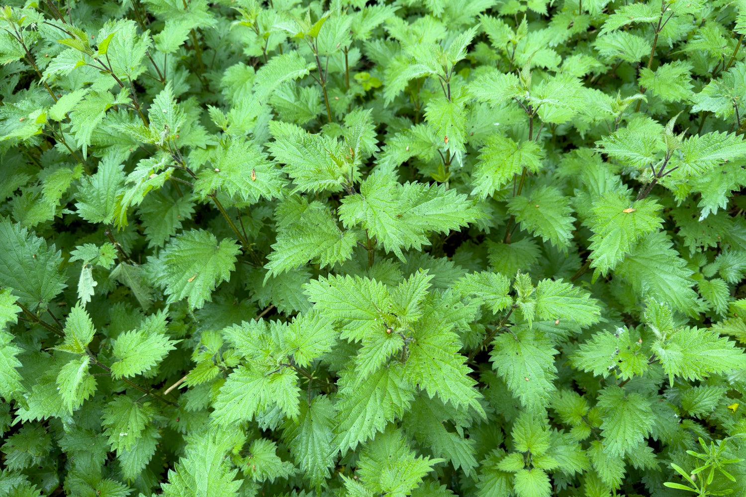 200 semillas de flores de ORTIGA Urtica Dioica (también conocida como Ortiga común, de California o de toro / Tread Softly)